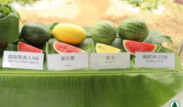 香港吃瓜爆料网站大全